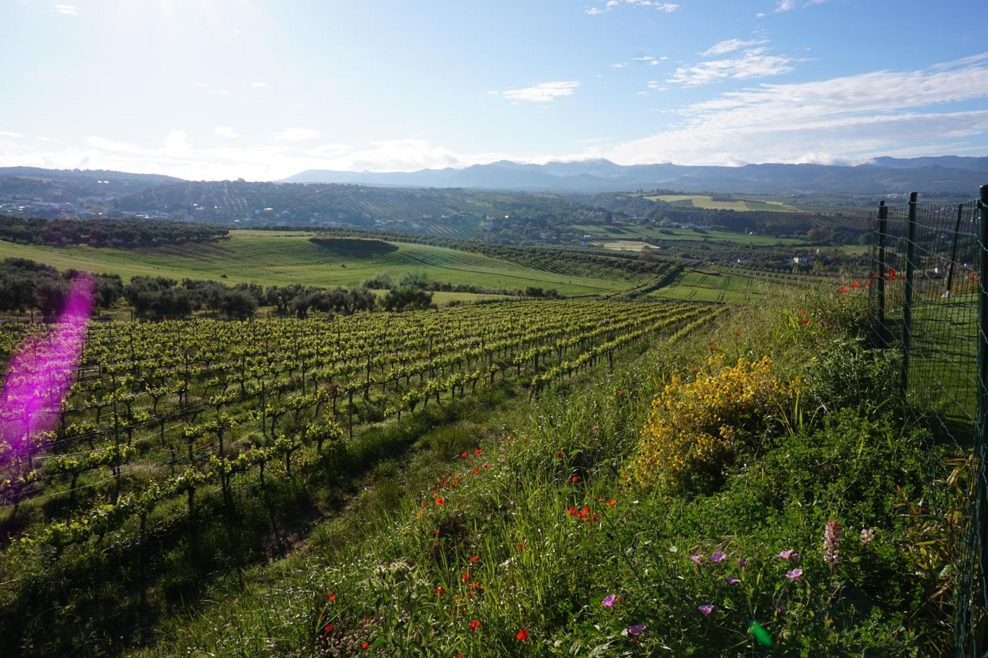 Bodegas Morosanto Apartman La Cimada Kültér fotó